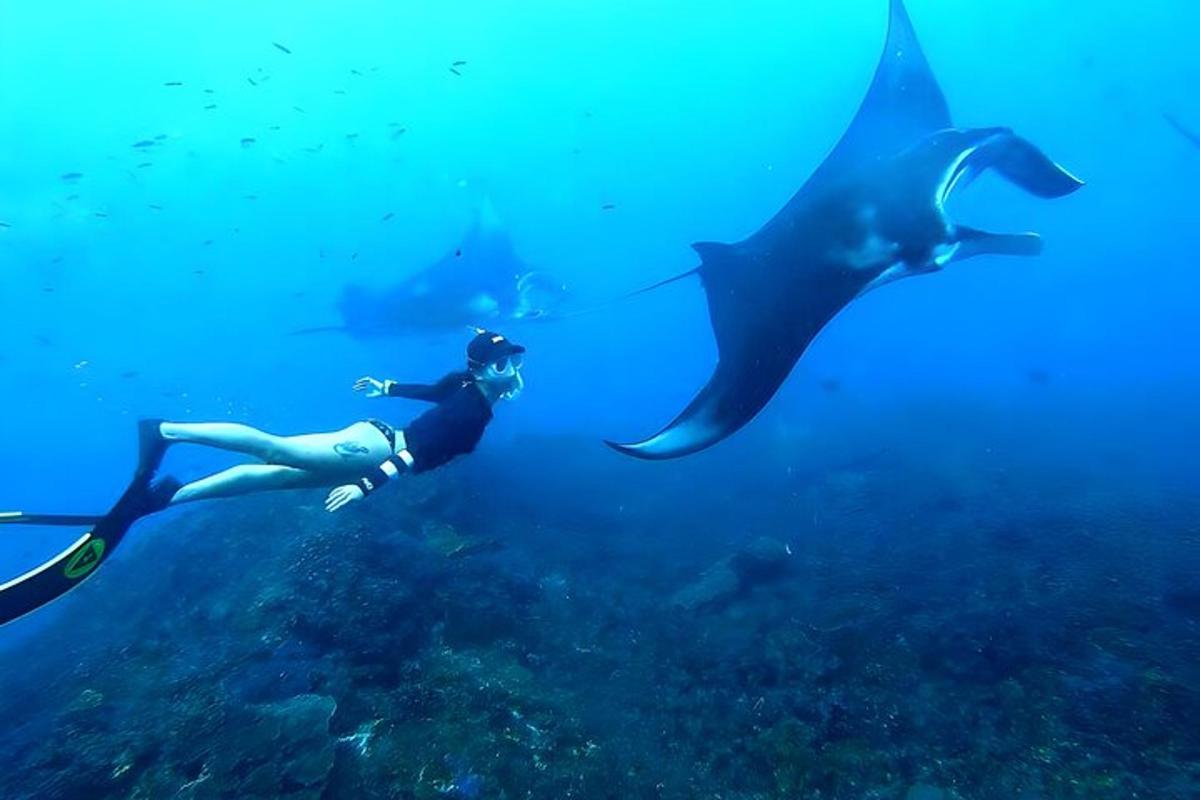 žena plave v oceánu vedle rejnoka