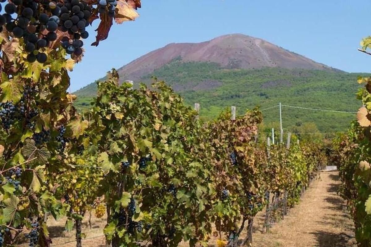 Un racimo de uvas en un viñedo con una montaña al fondo