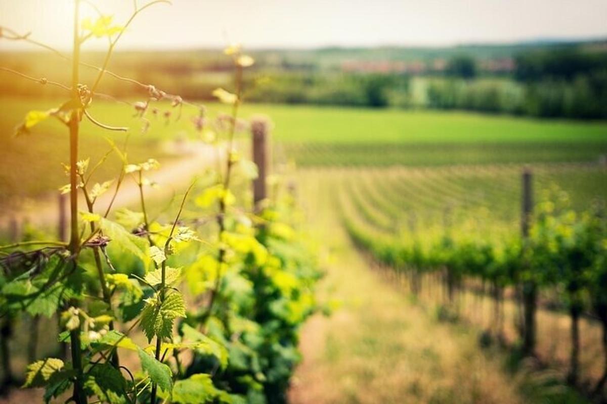 a row of green plants in a field