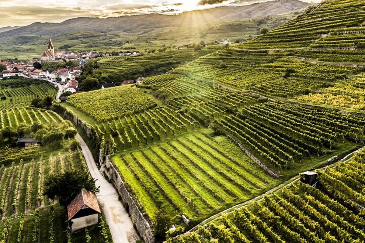 una vista aerea di un vigneto con il sole che splende attraverso le colline