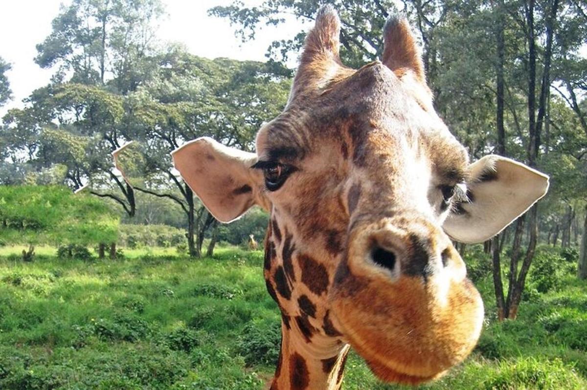 un prim-plan al unei girafe pe un câmp