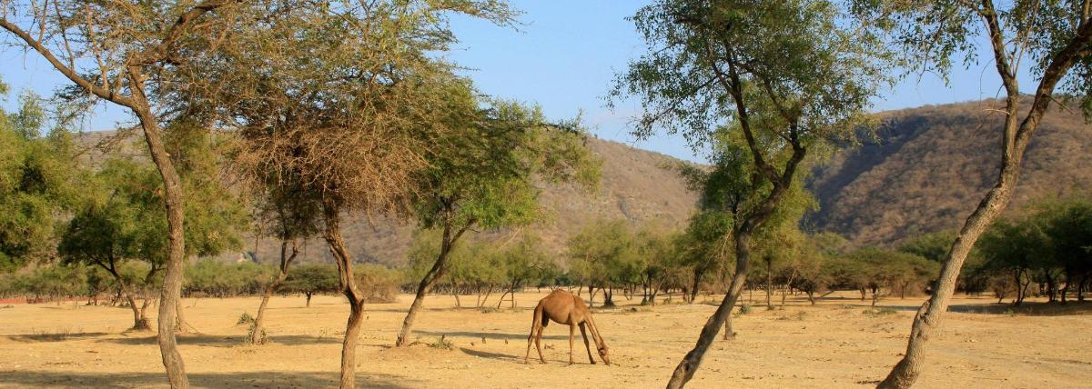 a horse grazing in a field with trees