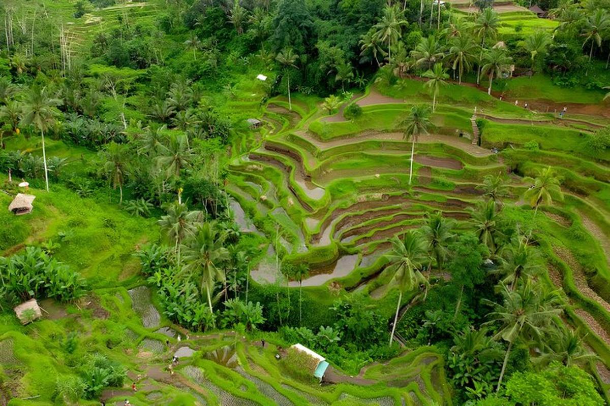 una vista aerea di un campo verde con palme