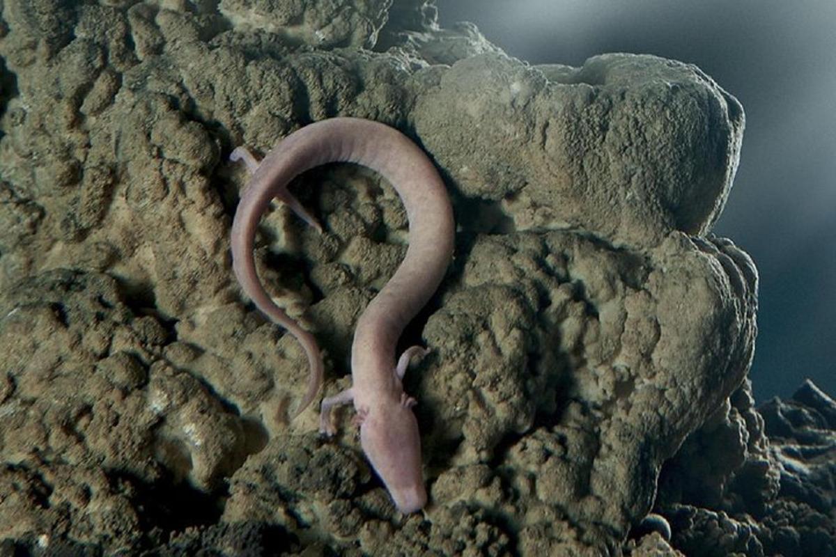 a worm is laying on some rocks
