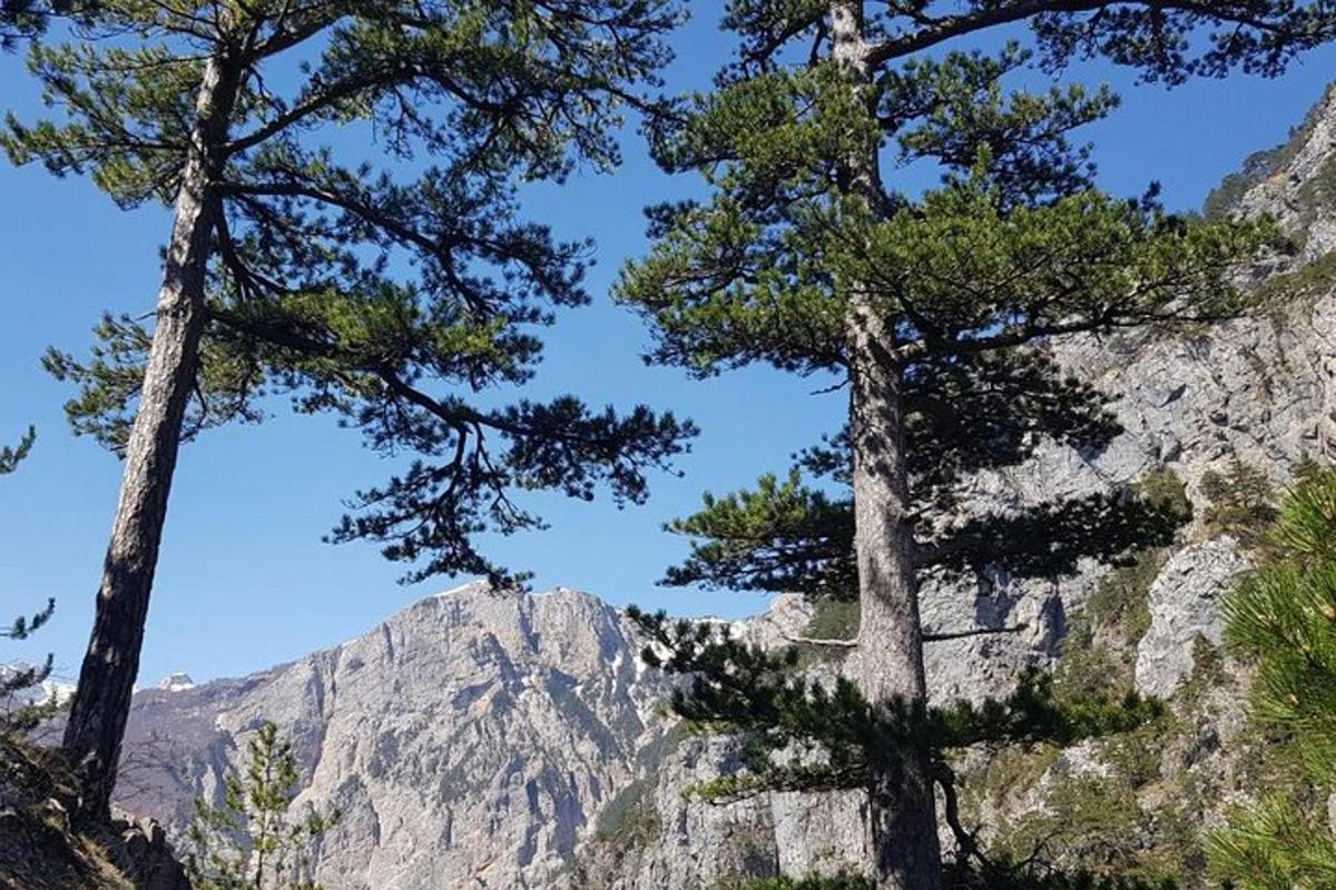 um grupo de árvores em frente a uma montanha