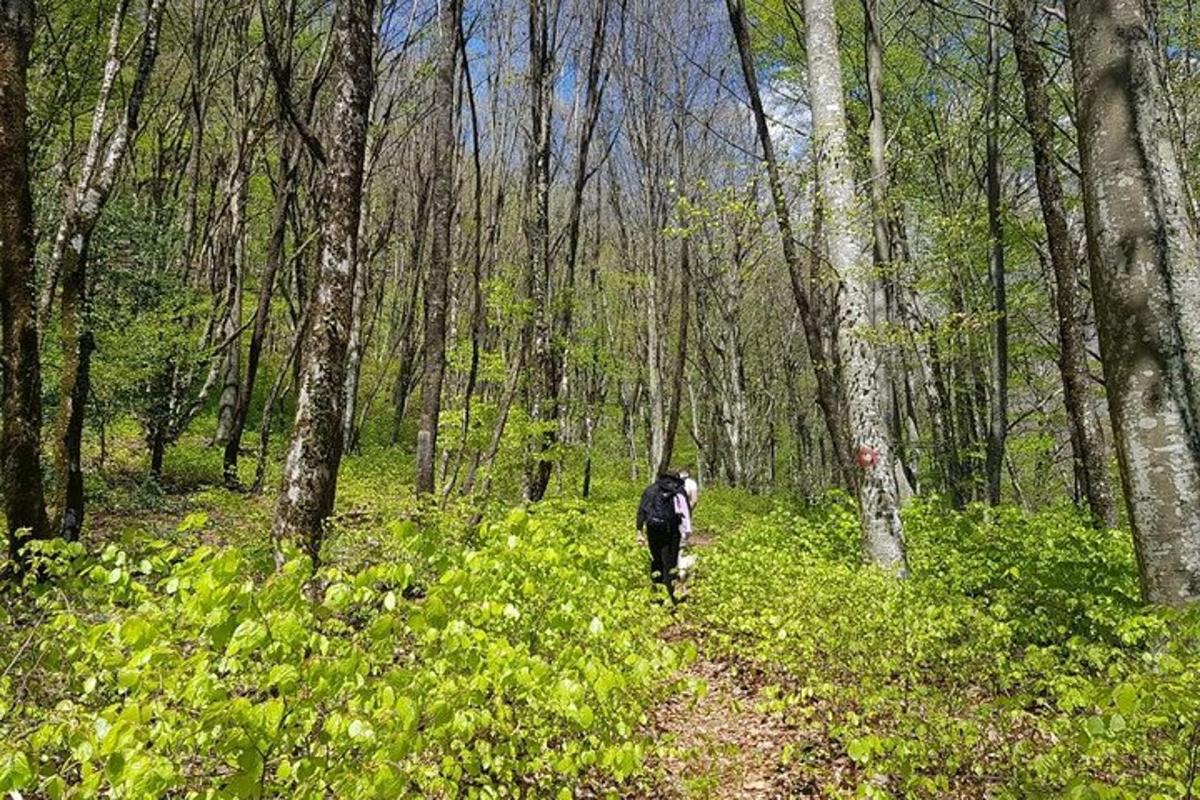 uma pessoa caminhando em uma trilha na floresta