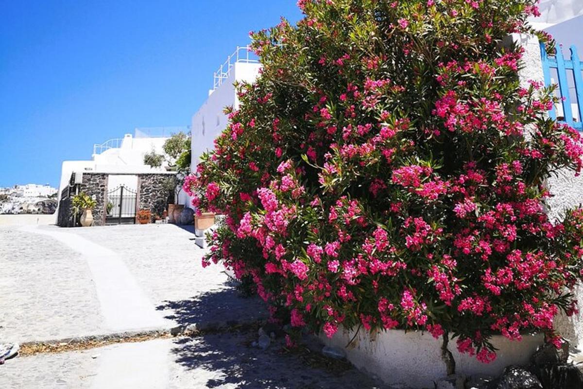 en stor buske med rosa blommor på sidan av en byggnad
