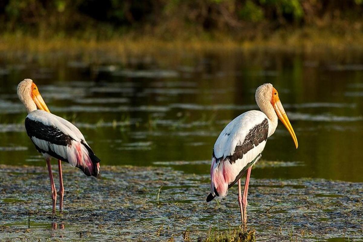 zwei Vögel stehen in einem Gewässer