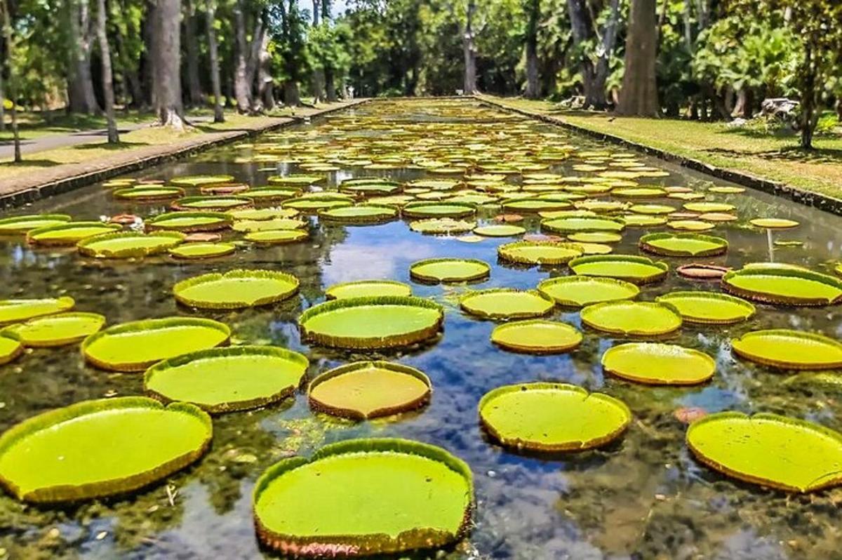 sebuah kolam besar yang dipenuhi dengan warna hijau dan kuning