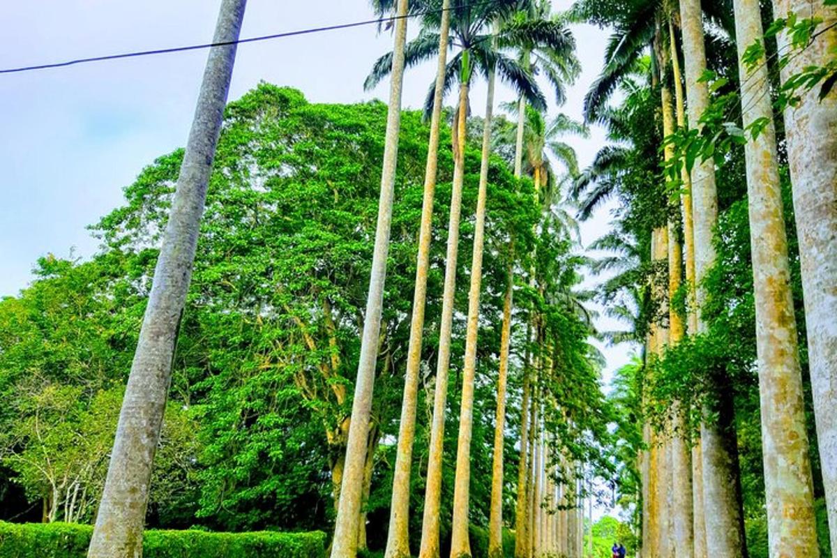 một hàng cây cọ trong công viên