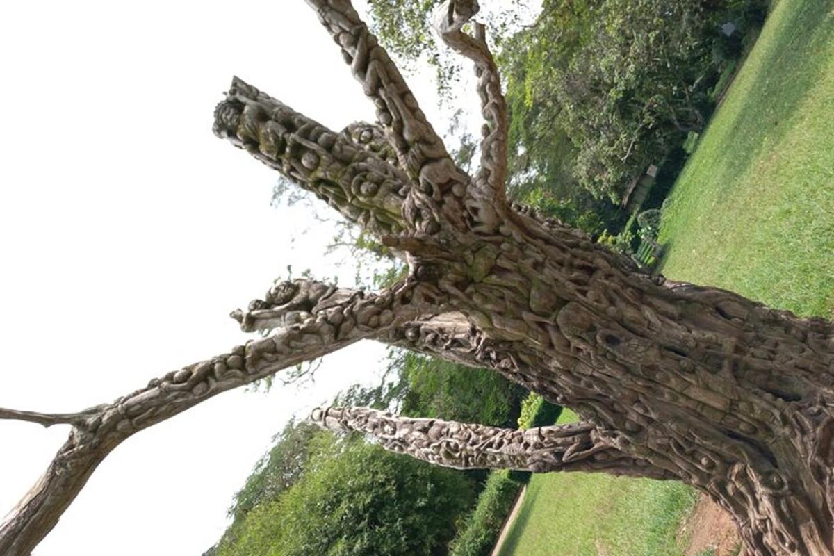 gambar dekat dahan pokok di padang