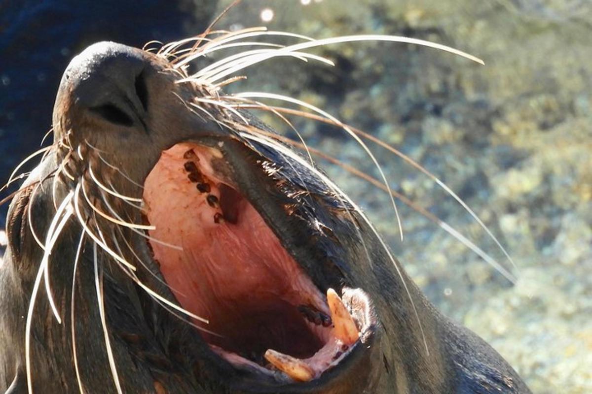a close up of a bird with its mouth open