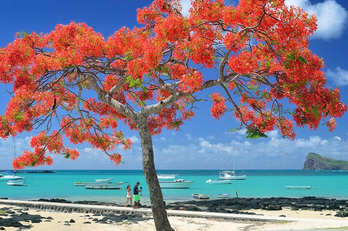 ein Baum an einem Strand mit Booten im Wasser