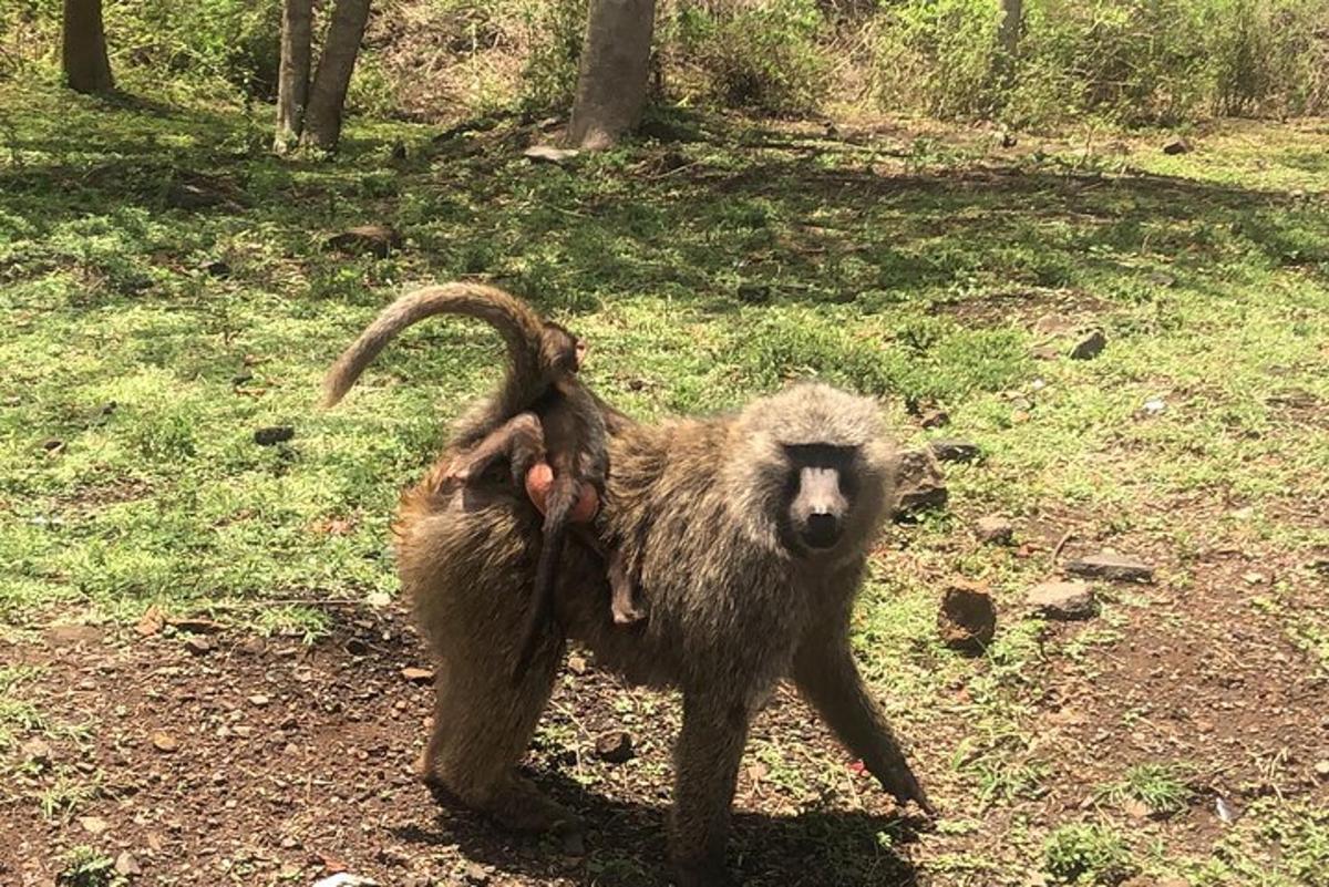 ein Affe, der mit seinem Schwanz in der Luft auf einem Feldweg steht