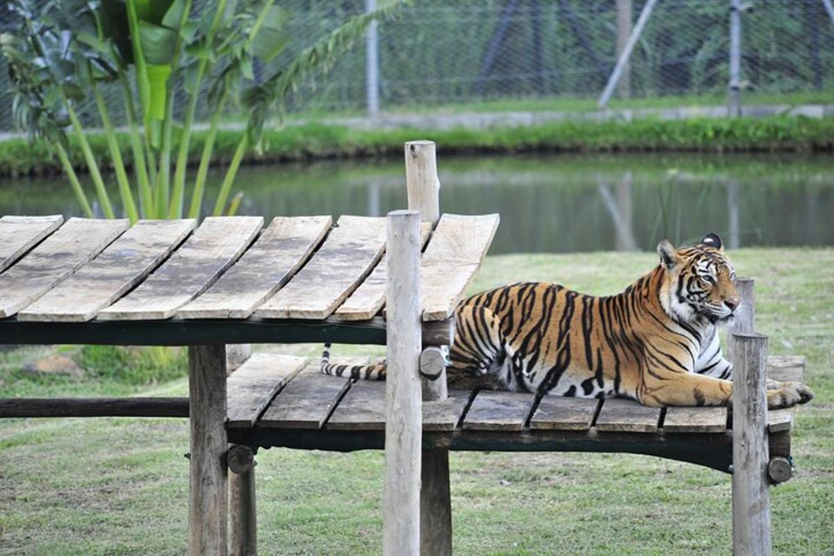 un tigre estirat sobre un banc de fusta