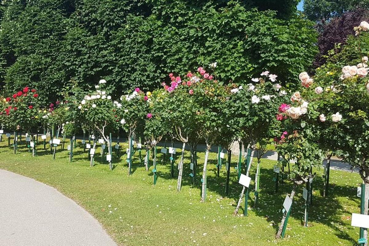 eine Reihe von Bäumen mit Blumen auf einem Friedhof