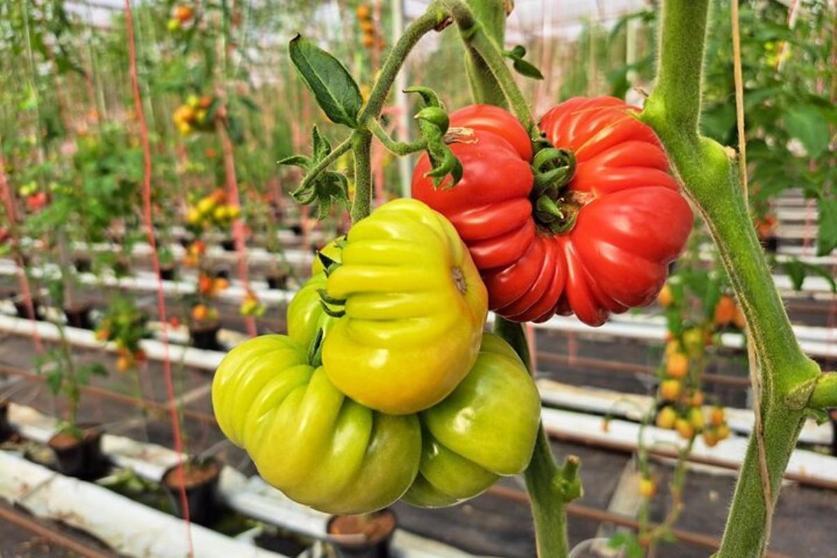 un mazzo di peperoni appeso a una pianta
