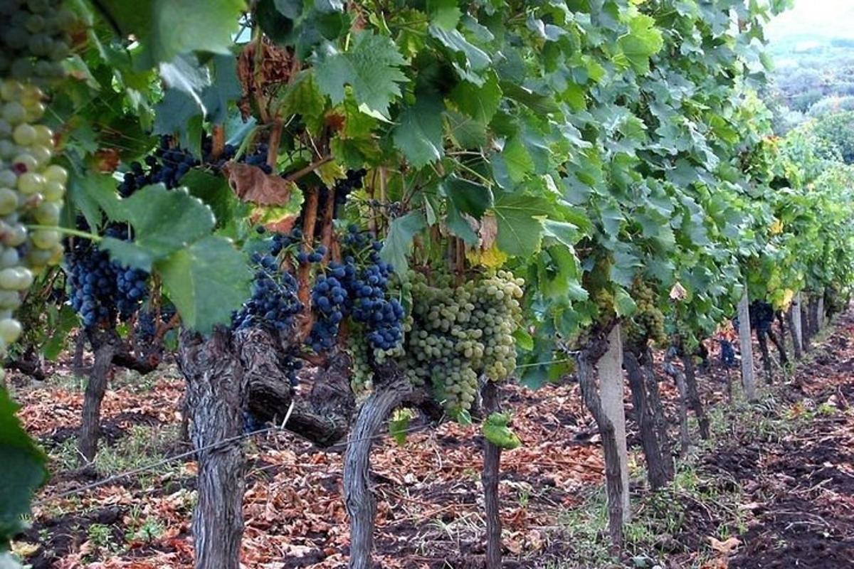 μια σειρά από πράσινα σταφύλια σε έναν αμπελώνα
