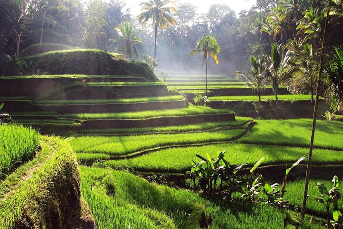 padang hijau yang subur dengan tangga dan pokok palma