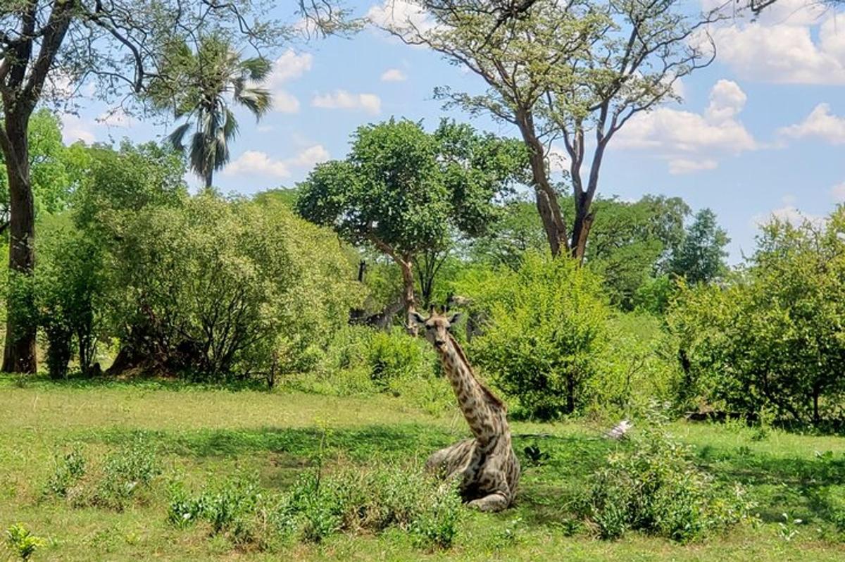 a giraffe standing in the middle of a field