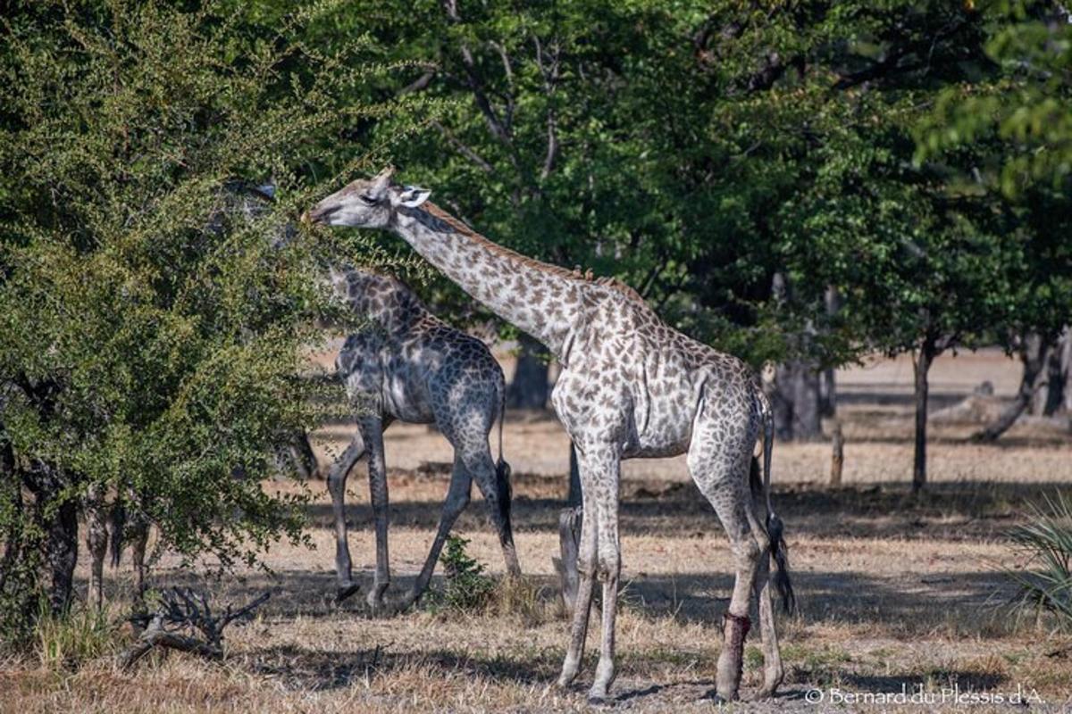 two giraffes eating leaves from a tree in a field