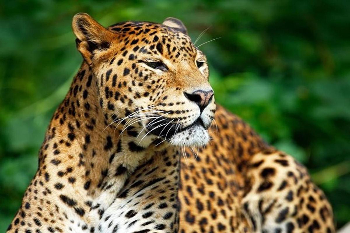 a close up of a jaguar looking up