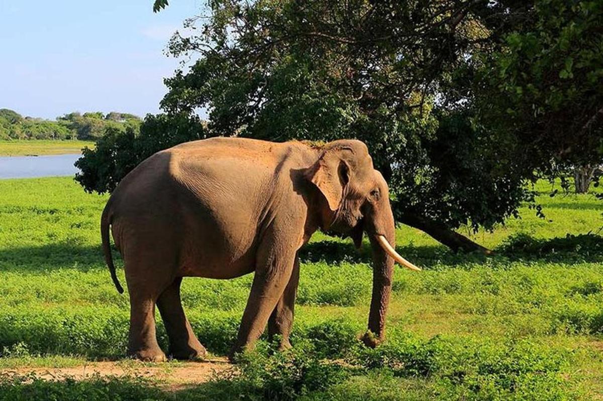 an elephant standing in the grass near a tree