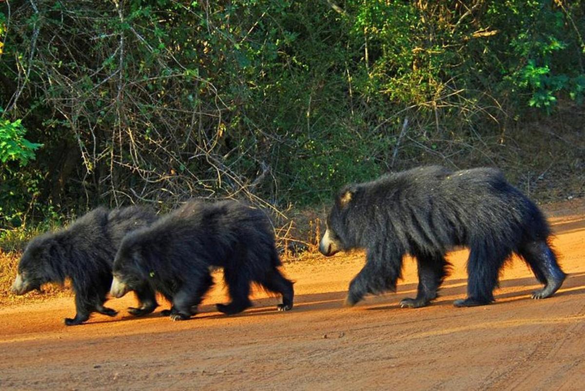 a group of three bears crossing a dirt road