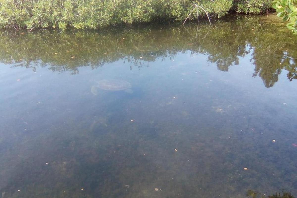 a snapping turtle swimming in a body of water