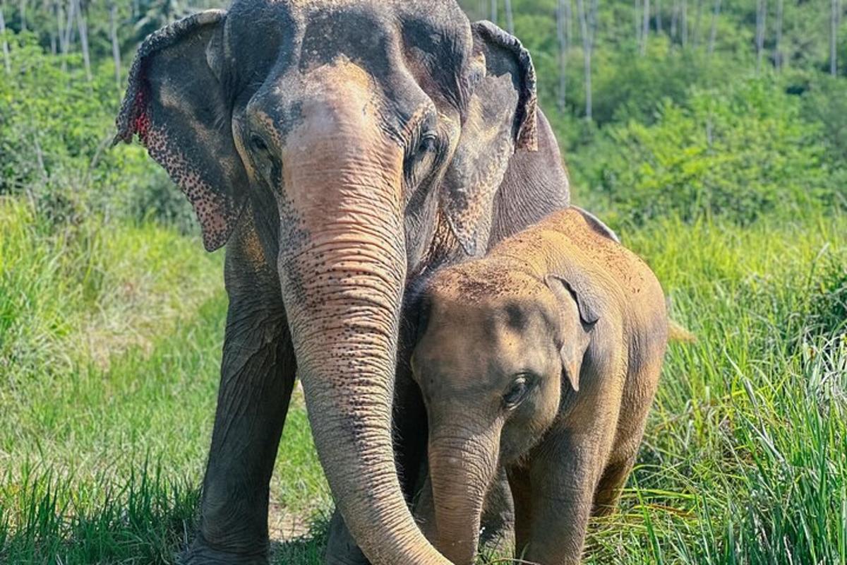 an adult elephant standing next to a baby elephant