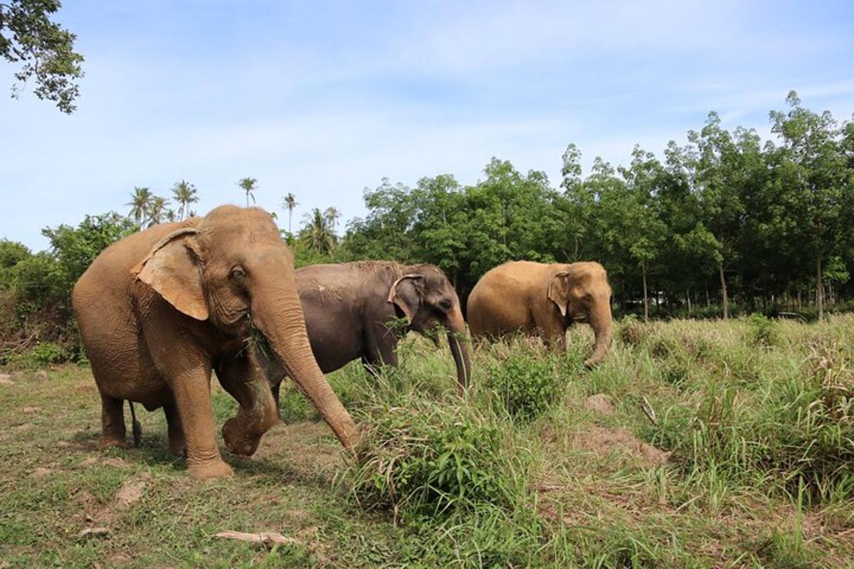 three elephants walking in a grassy field