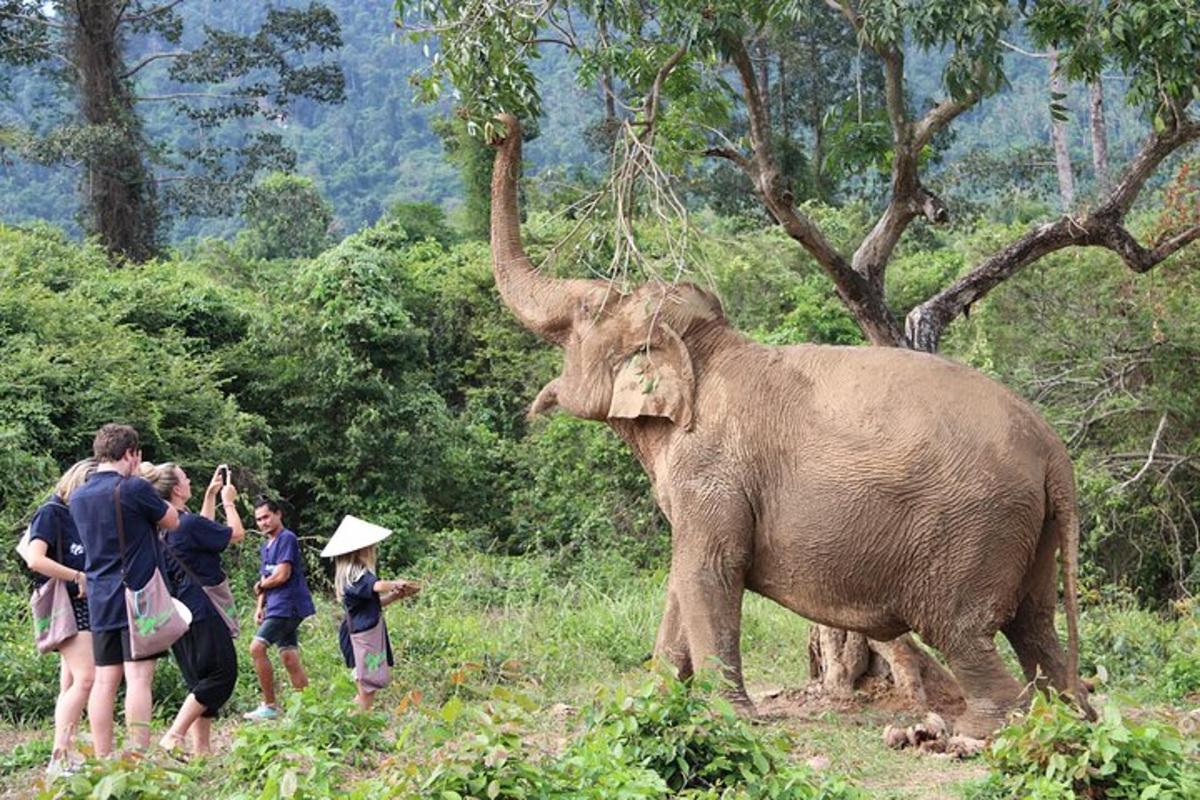 a group of people looking at an elephant in a field