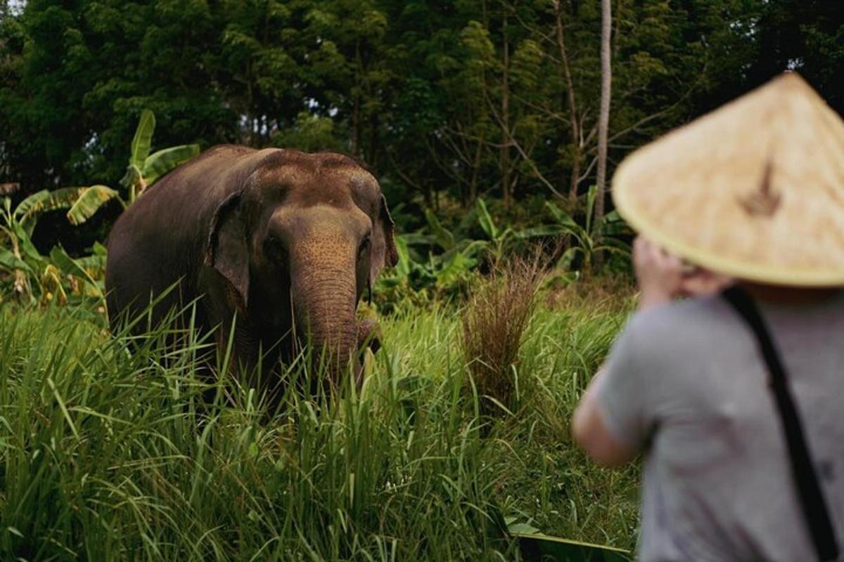 a person in a hat looking at an elephant in the grass