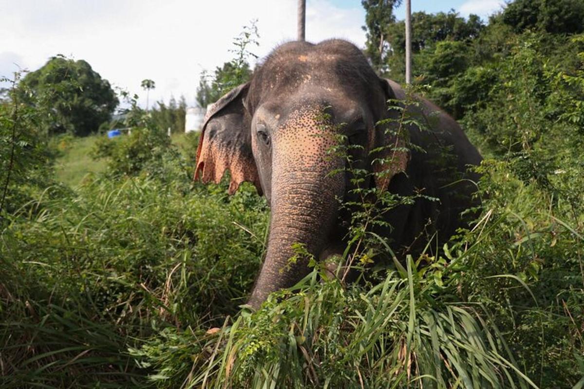 an elephant is standing in the tall grass