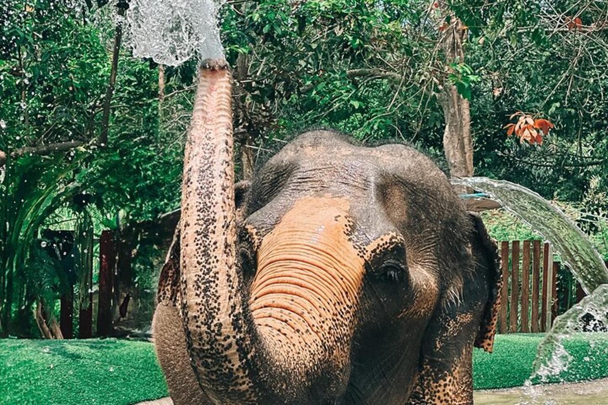 an elephant is spraying itself with its trunk