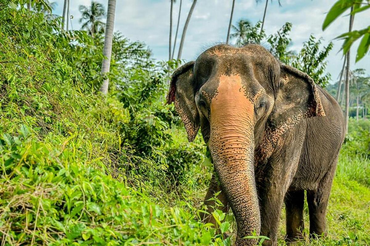 an elephant standing in the grass next to a bush