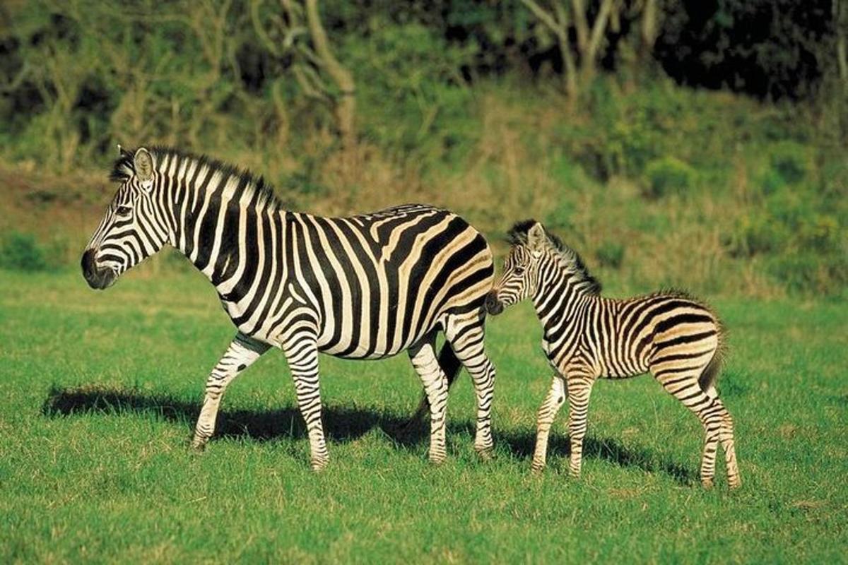 çimenlik bir alanda yürüyen iki zebra