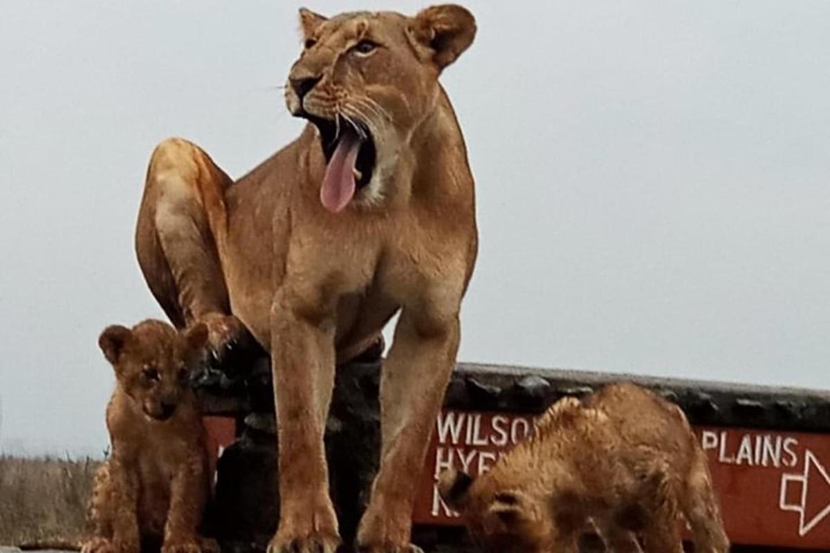 un grande leone in piedi accanto a due cuccioli di leone