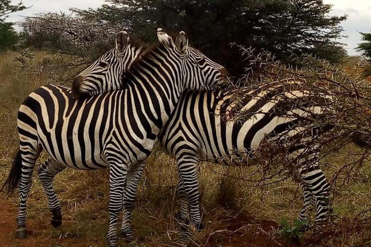 due zebre in piedi una accanto all'altra in un campo