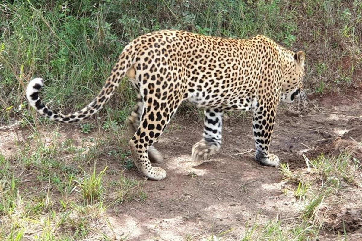 un leopardo che cammina a terra in un campo