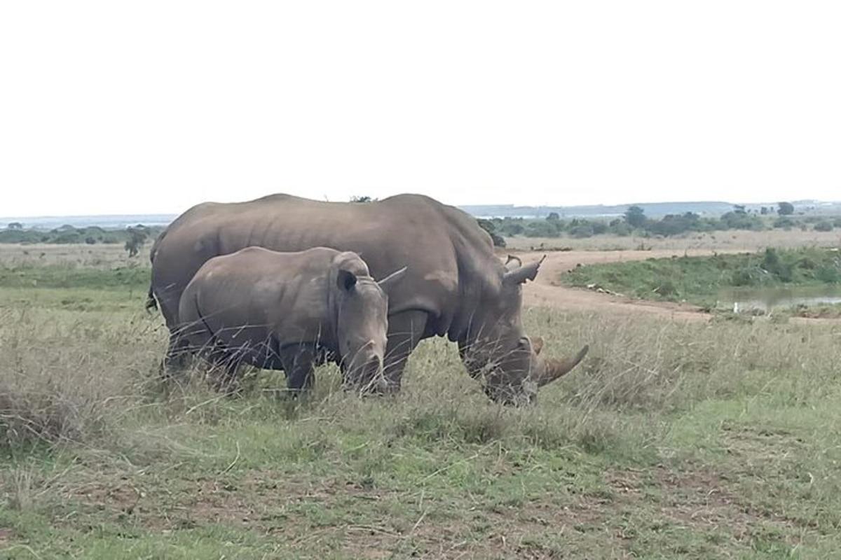 due elefanti in piedi nell'erba in un campo