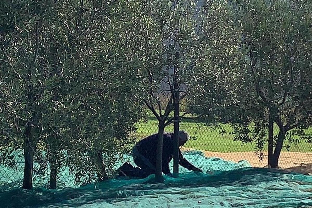 un home assegut sota un arbre en un camp