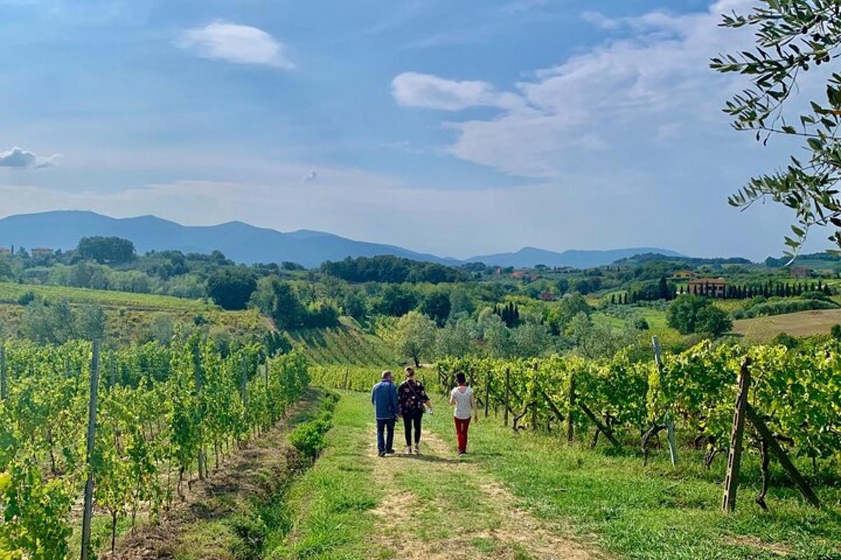un grup de persones caminant per un camí a través d'una vinya