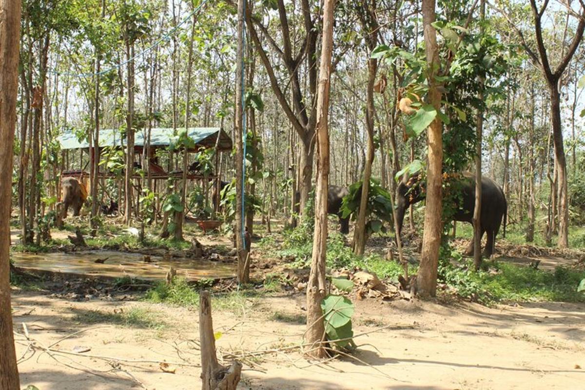 elevantide rühm metsas, kus on puud