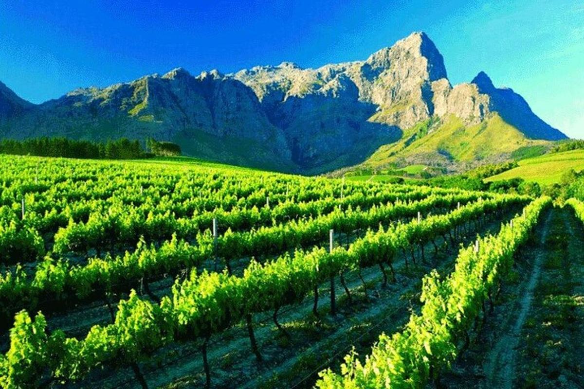 um campo de uvas verdes com montanhas ao fundo