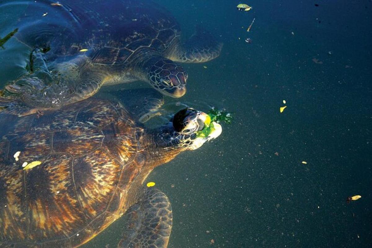 eine grüne Meeresschildkröte, die im Wasser schwimmt