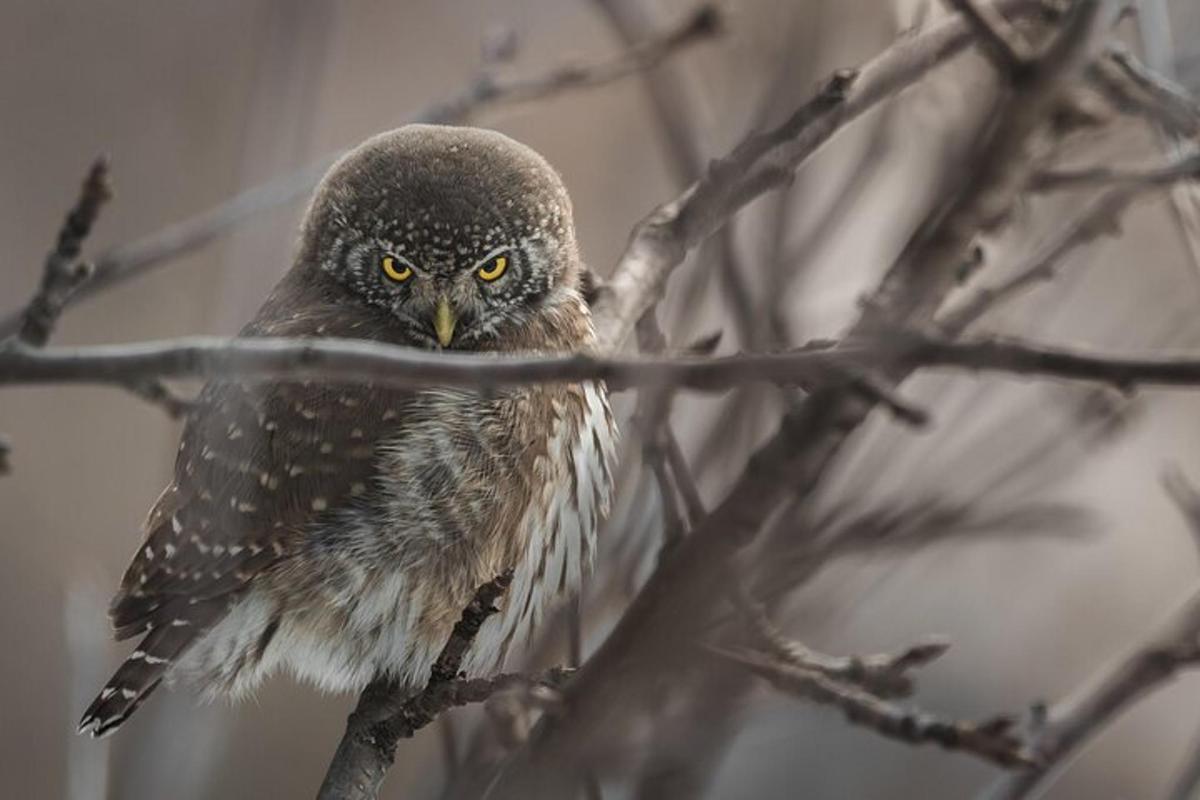 an owl perched on a branch of a tree
