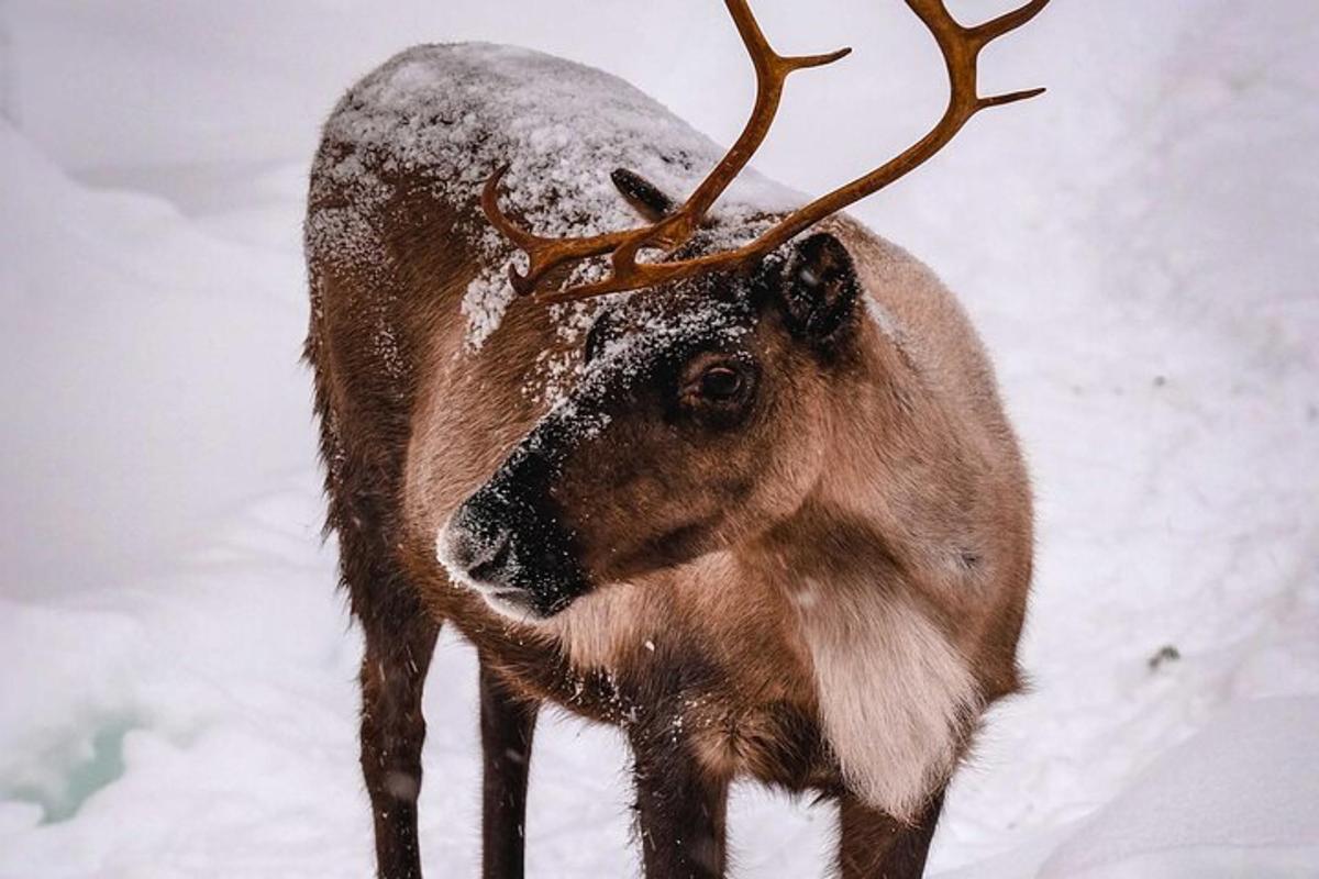 a reindeer with snow on its horns in the snow
