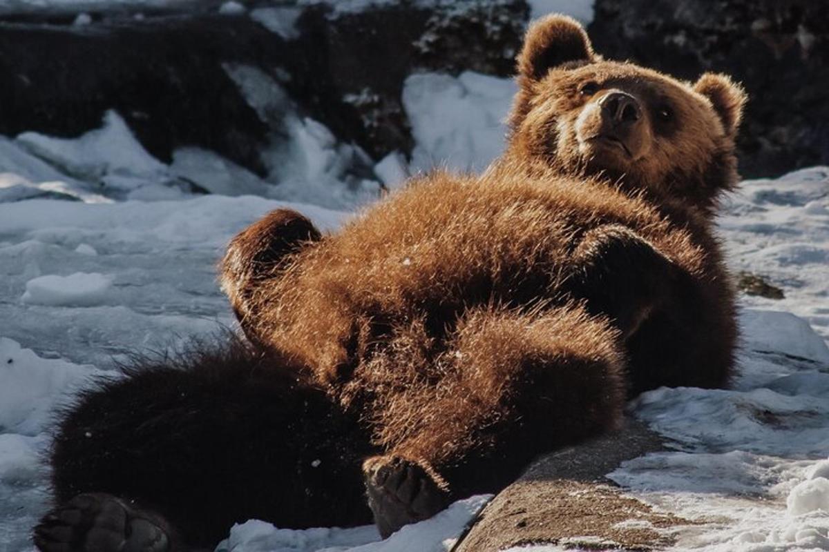 a brown bear laying on a rock in the snow