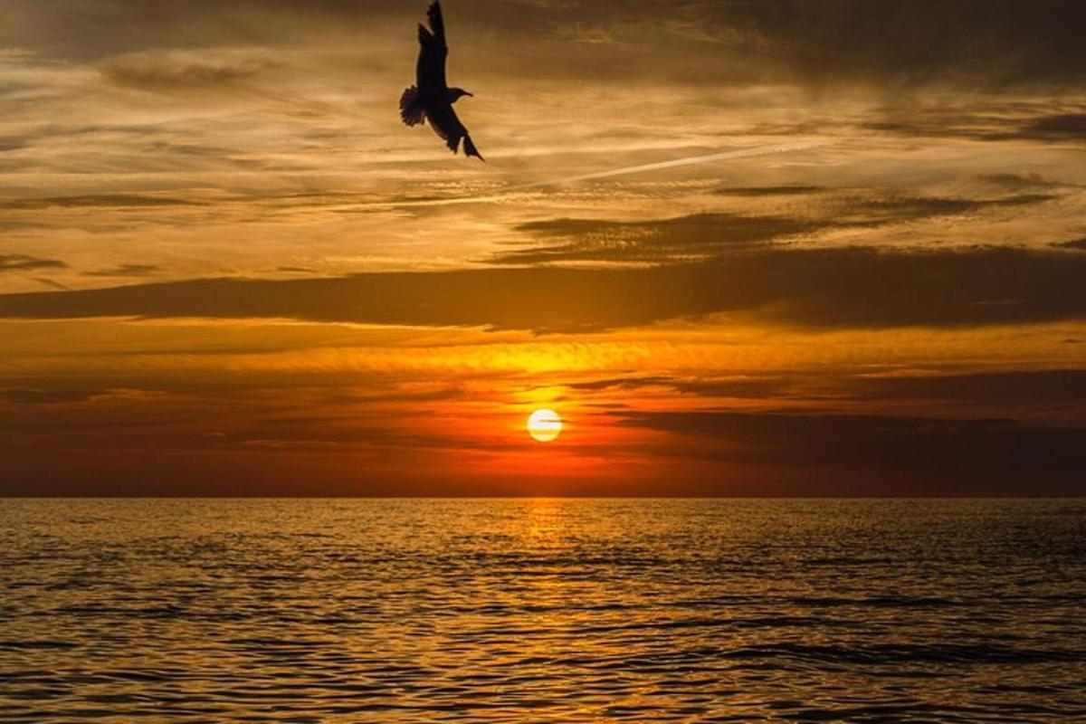 pták letící nad oceánem při západu slunce